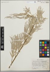 Foto von Salix hindsiana Benth.